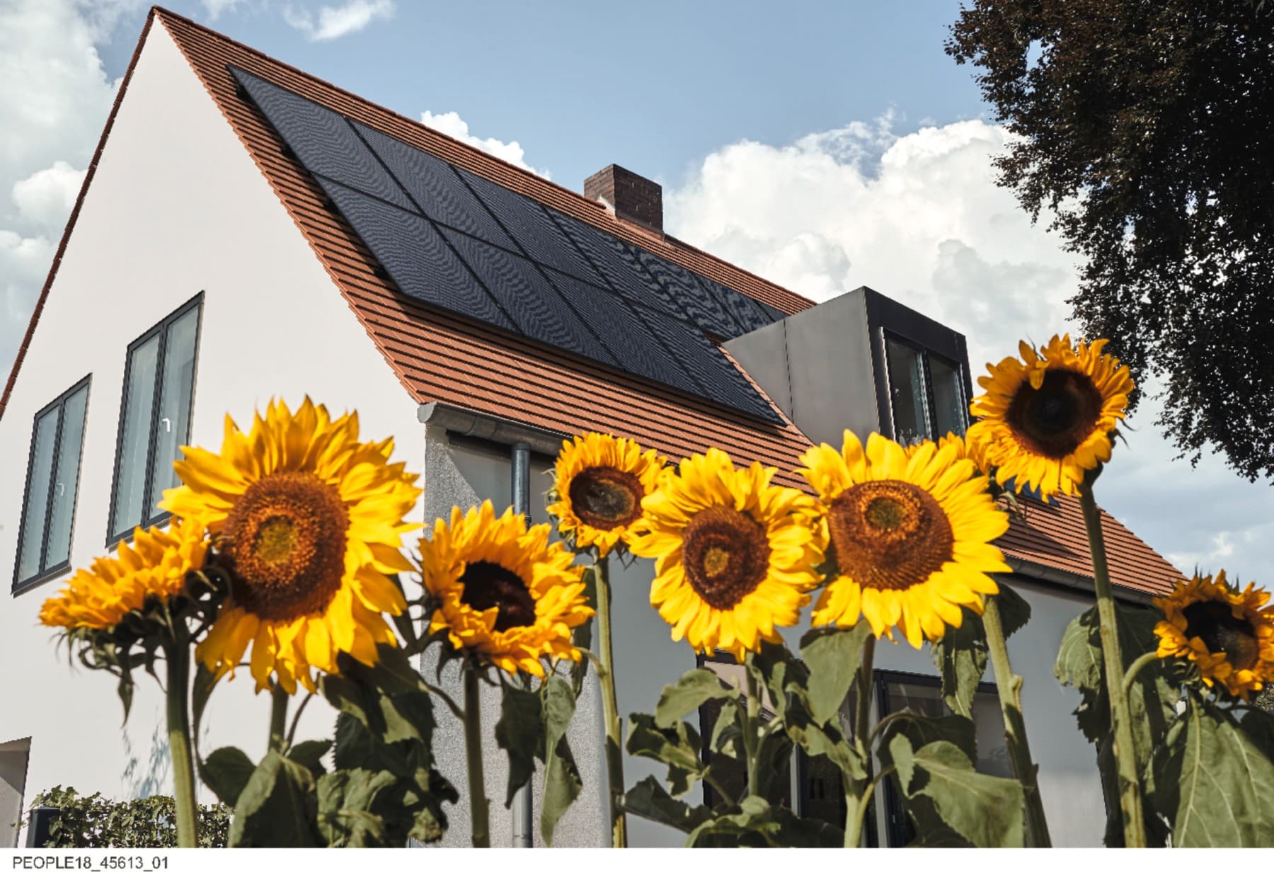 Už didelių saulėgrąžų stovi namas. Ant stogo sumontuoti saulės kolektoriai, kurie naudoja saulės energiją elektros gamybai.